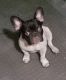 French Bulldog Puppies for sale in Pompano Beach, FL 33068, USA. price: $1,500