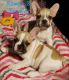 French Bulldog Puppies for sale in Chesnee, SC 29323, USA. price: $2,600