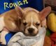 French Bulldog Puppies for sale in Chesnee, SC 29323, USA. price: $2,600