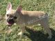 French Bulldog Puppies for sale in Dickson, OK 73401, USA. price: NA