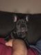 French Bulldog Puppies for sale in Lancaster, PA, USA. price: $2,000