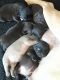 French Bulldog Puppies for sale in Homeland, CA 92548, USA. price: NA