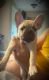 French Bulldog Puppies for sale in Howell, MI, USA. price: $3,300