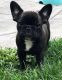 French Bulldog Puppies for sale in Everett, WA, USA. price: $3,250