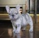 French Bulldog Puppies for sale in Fort Lee, NJ 07024, USA. price: $3,000