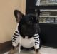 French Bulldog Puppies for sale in Desert Hot Springs, CA, USA. price: $3,000