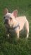 French Bulldog Puppies for sale in Paragould, AR 72450, USA. price: NA