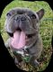 French Bulldog Puppies for sale in 3329 Apache Ln, Margate, FL 33063, USA. price: NA