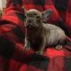 French Bulldog Puppies for sale in Cut Off, LA 70345, USA. price: NA