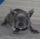 French Bulldog Puppies for sale in China Township, MI 48054, USA. price: NA