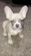 French Bulldog Puppies for sale in Green Brook Township, NJ, USA. price: NA