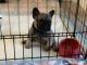 French Bulldog Puppies for sale in Clearwater, FL, USA. price: $2,500