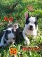 French Bulldog Puppies for sale in Willis, TX, USA. price: NA