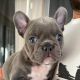 French Bulldog Puppies for sale in Deltona, FL 32738, USA. price: $5,000