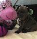 French Bulldog Puppies for sale in Akron, OH, USA. price: $500