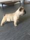 French Bulldog Puppies for sale in Tampa-St. Petersburg Metropolitan Area, FL, USA. price: $2,500