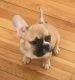 French Bulldog Puppies for sale in 313 Brightwater Ct, Brooklyn, NY 11235, USA. price: NA