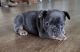 French Bulldog Puppies for sale in Township of Greenwood, MI 48006, USA. price: NA