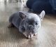 French Bulldog Puppies for sale in Township of Greenwood, MI 48006, USA. price: $3,200