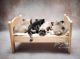 French Bulldog Puppies for sale in Lake Charles, LA, USA. price: NA