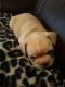 French Bulldog Puppies for sale in 4337 Laurel Oak Rd, Richmond, VA 23237, USA. price: $2,000