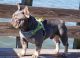 French Bulldog Puppies for sale in Foley, AL, USA. price: $4,000