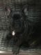 French Bulldog Puppies for sale in Oak Lawn, IL 60453, USA. price: $3,500