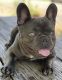 French Bulldog Puppies for sale in Philadelphia, PA 19119, USA. price: NA