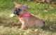French Bulldog Puppies for sale in Bridgewater Township, NJ 08807, USA. price: NA