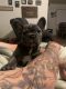 French Bulldog Puppies for sale in Apple Valley, CA, USA. price: $3,000