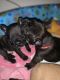 French Bulldog Puppies for sale in Inglis, FL 34449, USA. price: NA