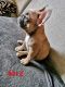 French Bulldog Puppies for sale in Duval Ave, Miami, FL 33157, USA. price: NA