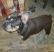 French Bulldog Puppies for sale in Oregon City, OR 97045, USA. price: $2,000