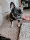 French Bulldog Puppies for sale in Woodland, CA, USA. price: $900