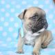 French Bulldog Puppies for sale in 14650 SW 170th Terrace, Miami, FL 33177, USA. price: NA