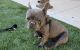 French Bulldog Puppies for sale in Wildomar, CA, USA. price: NA