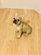 French Bulldog Puppies for sale in Tampa-St. Petersburg Metropolitan Area, FL, USA. price: NA