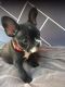 French Bulldog Puppies for sale in Farmingville, NY, USA. price: NA