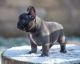 French Bulldog Puppies for sale in Laramie, WY, USA. price: $600