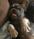 French Bulldog Puppies for sale in Cranston, RI, USA. price: NA