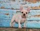French Bulldog Puppies for sale in PORT JEFF STA, NY 11776, USA. price: NA