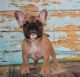 French Bulldog Puppies for sale in PORT JEFF STA, NY 11776, USA. price: NA
