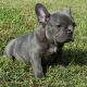 French Bulldog Puppies for sale in Sandy Hook, KY 41171, USA. price: NA