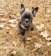 French Bulldog Puppies for sale in West Plains, MO 65775, USA. price: $2,500