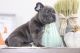 French Bulldog Puppies for sale in Brentwood, CA 94513, USA. price: $3,000