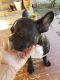 French Bulldog Puppies for sale in Laguna Rd, San Antonio, TX 78223, USA. price: NA