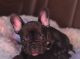 French Bulldog Puppies for sale in Gaffney, SC, USA. price: $4,000
