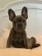 French Bulldog Puppies for sale in Greenville, NC, USA. price: $1,000