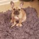 French Bulldog Puppies for sale in Oceanside, CA, USA. price: $3,000