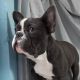 French Bulldog Puppies for sale in Prince Frederick, MD, USA. price: $2,800